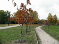 ���� C����� ��������.