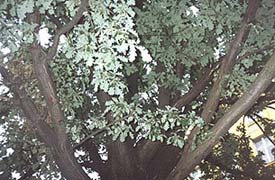 ���� ���������� ����