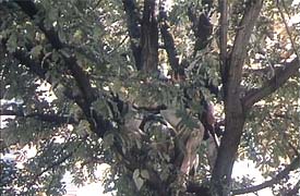 ���� �� ������